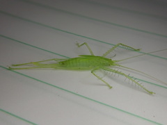 Beiericolya tardipes