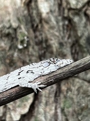 Anolis valencienni