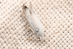 Prodoxus marginatus