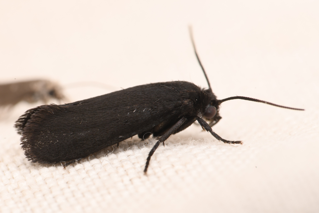 Chaparral yucca moth