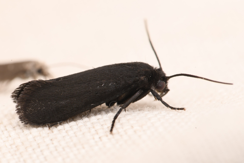 Chaparral yucca moth