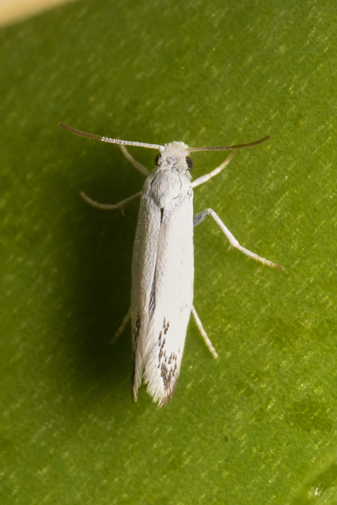 Prodoxus marginatus