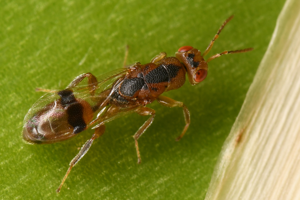 Sycophila flamminneiventris