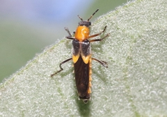 Belotus