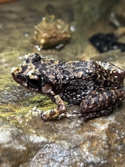 Eleutherodactylus glaucoreius