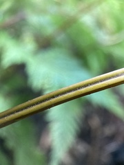 Parapolystichum microsorum