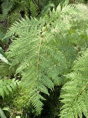 Parapolystichum microsorum