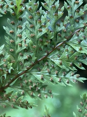 Parapolystichum microsorum