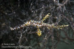 Harlequin Ghost Pipefish photo 4