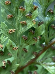 Parapolystichum microsorum