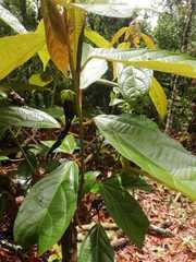 Alchornea latifolia