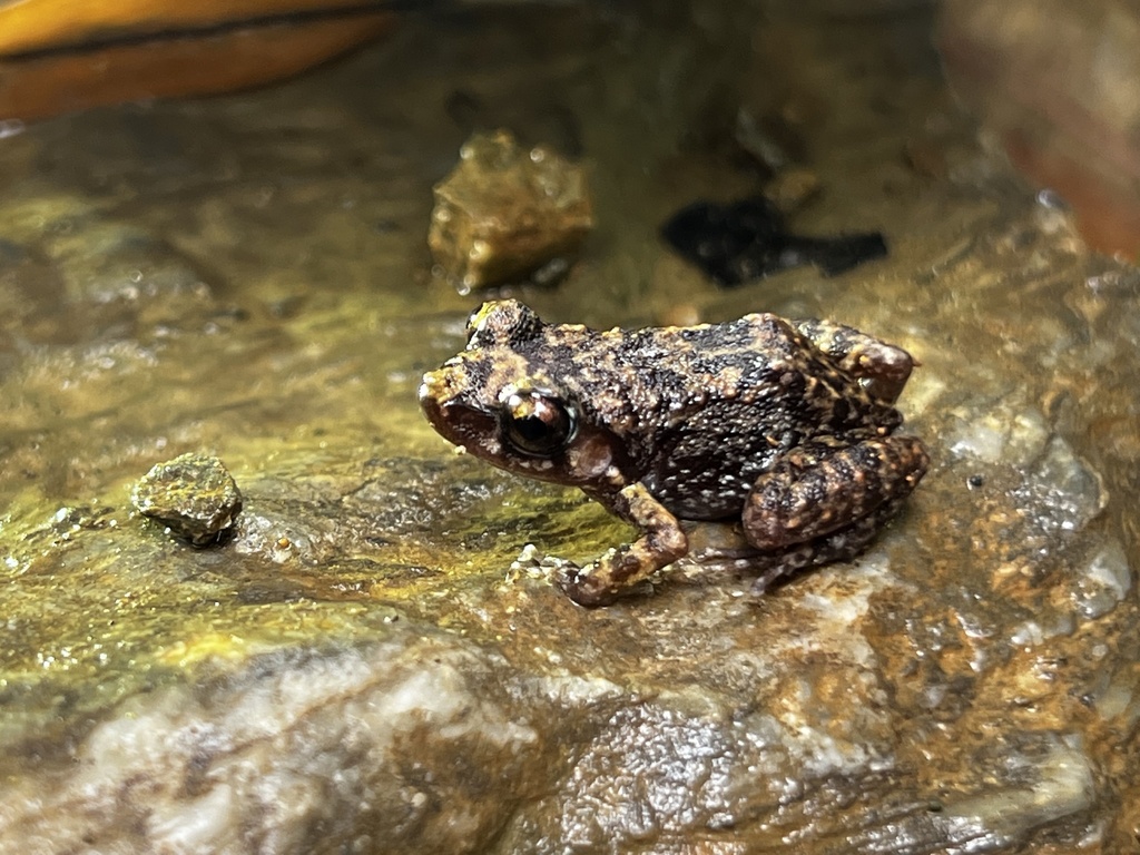 Blue Mountain Rockfrog