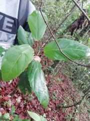 Alchornea latifolia