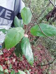 Alchornea latifolia