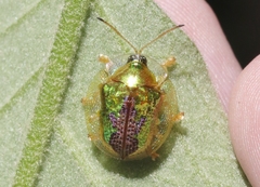 Coptocycla texana