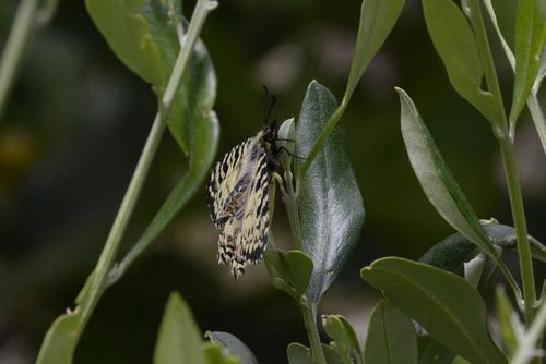 Photo of Crete Festoon (Zerynthia cretica)