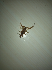 Tityus stigmurus