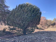 Cupressus revealiana