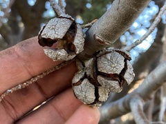 Cupressus revealiana