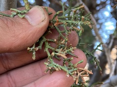 Cupressus revealiana