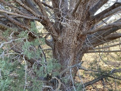 Cupressus revealiana
