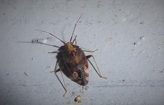 Chinamiris indeclivis