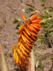 Aloe marlothii marlothii