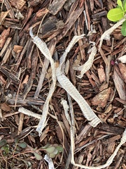 Coluber constrictor priapus