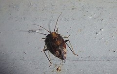 Chinamiris indeclivis