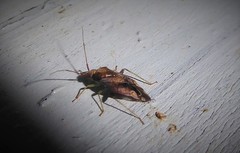 Chinamiris indeclivis