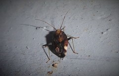 Chinamiris indeclivis