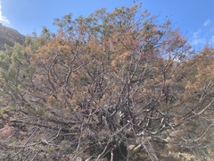 Cupressus revealiana