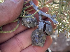 Cupressus revealiana