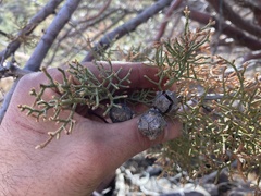 Cupressus revealiana
