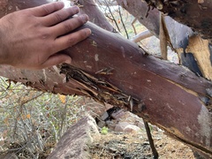 Cupressus revealiana