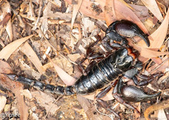 Heterometrus laoticus