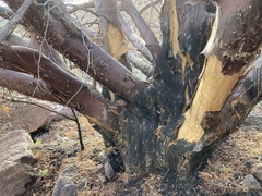 Cupressus revealiana