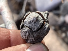 Cupressus revealiana