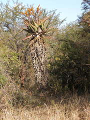 Aloe marlothii marlothii