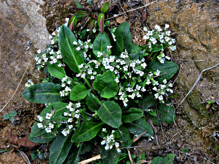 Arcyosperma