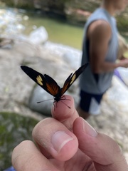 Castilia perilla