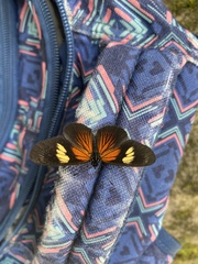 Castilia perilla