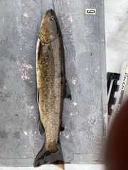 Salvelinus confluentus