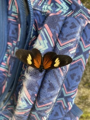Castilia perilla