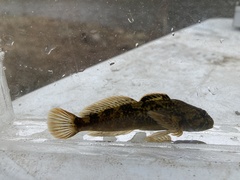 Cottus beldingii