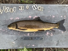 Catostomus macrocheilus