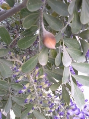 Dermatophyllum secundiflorum