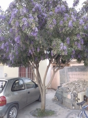 Dermatophyllum secundiflorum