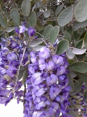 Dermatophyllum secundiflorum