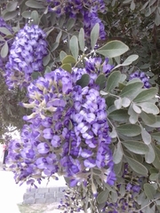 Dermatophyllum secundiflorum